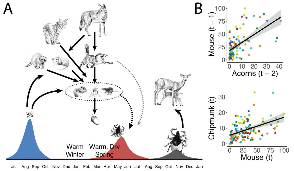 tick life cycle